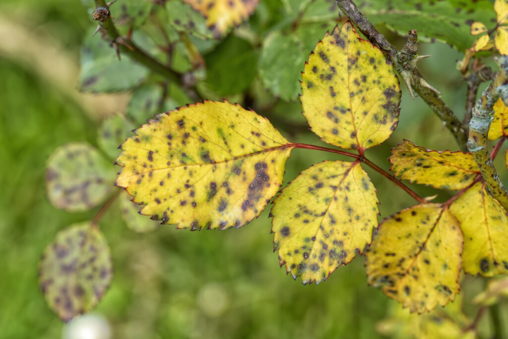 yellowing leaves spring