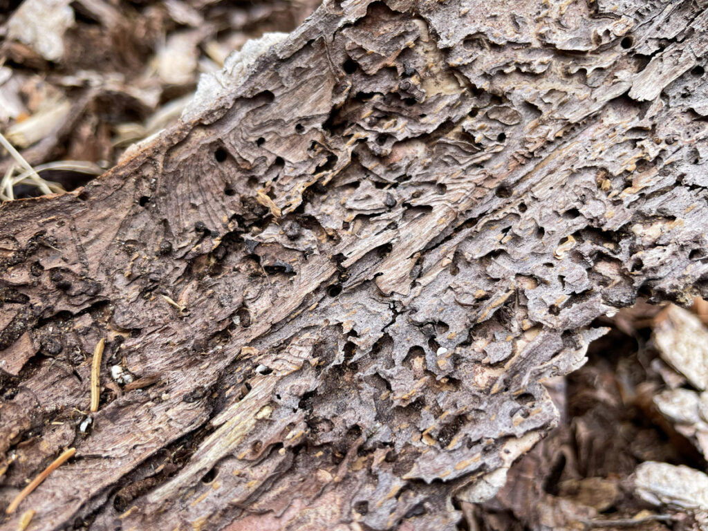 pine bark beetle virginia
