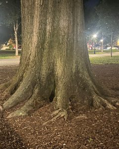 tree trunk rva
