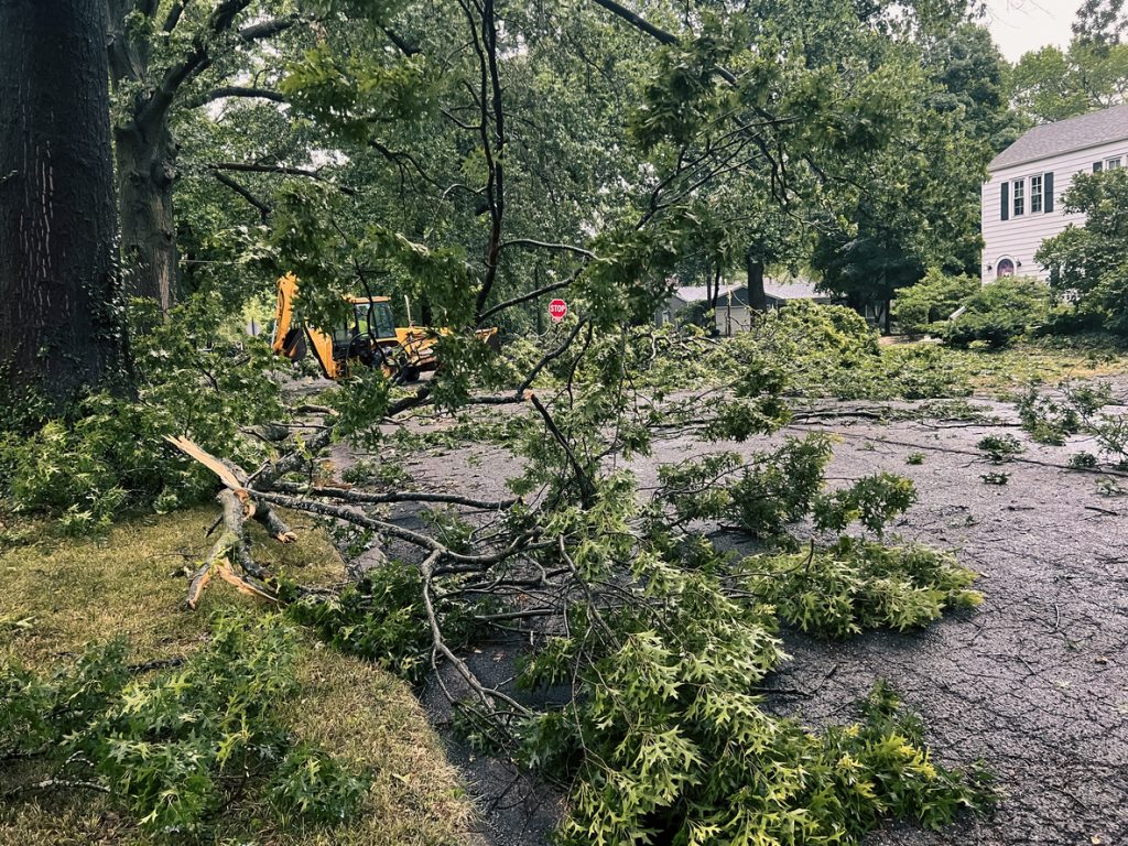 trees damaged in storm cleanup