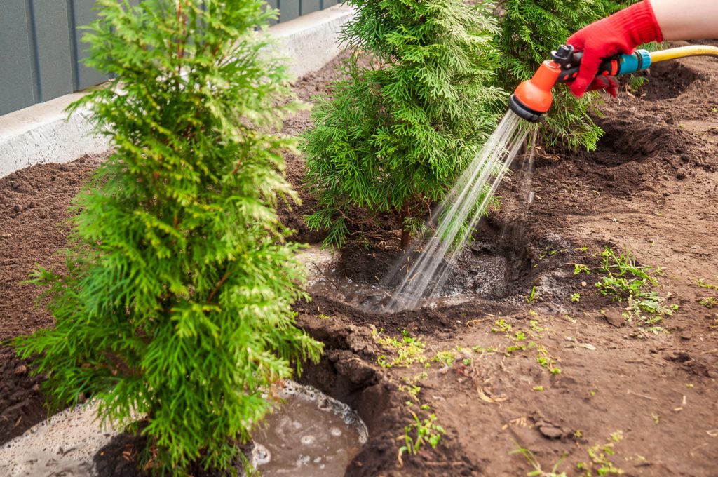 watering newly planted trees