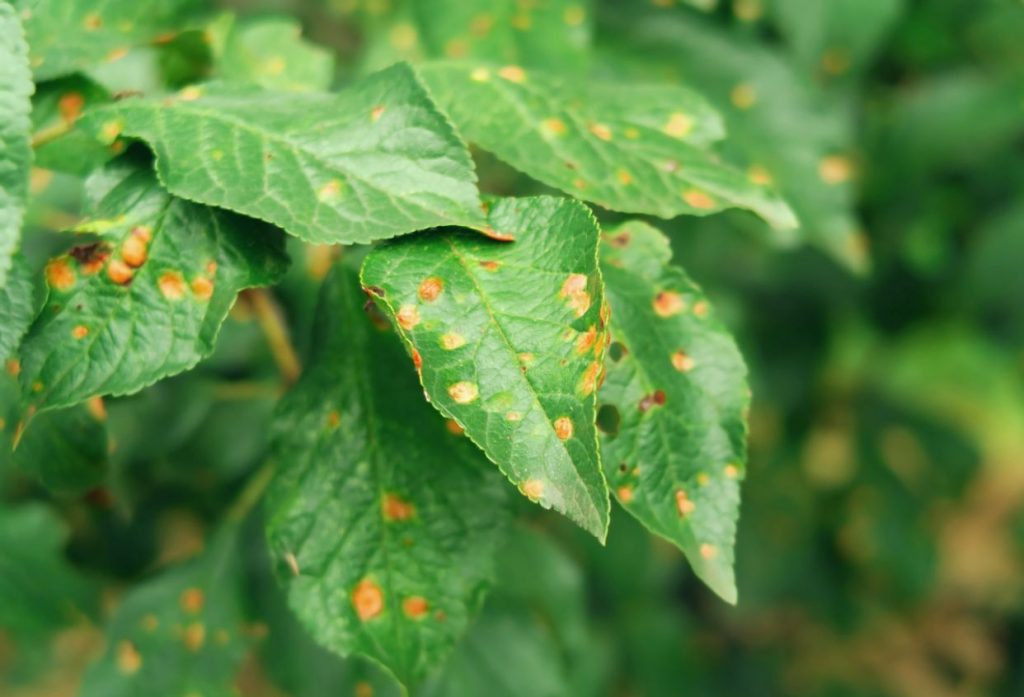 Green leaves covered with numerous orange-yellow spots characteristic of rust fungus, with blurred foliage in the background.