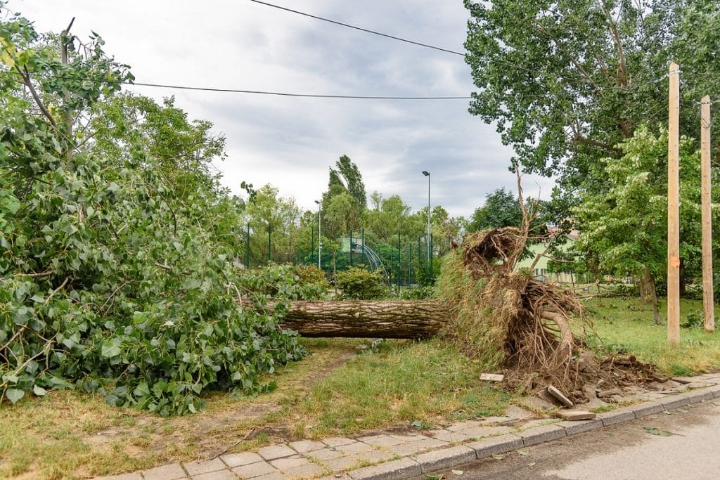 Storm-damaged tree uprooted from the ground and fallen across a grassy yard, with broken branches and exposed roots near the sidewalk.